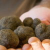 Truffes dans mains