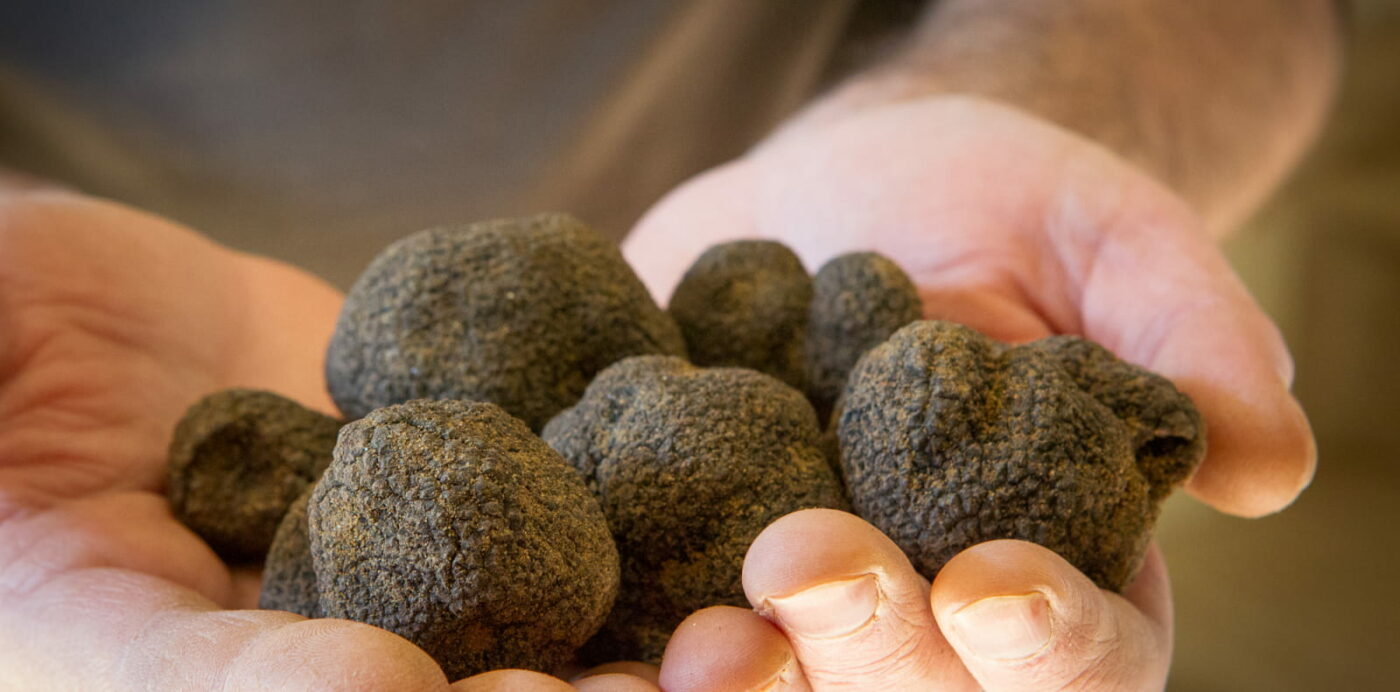 Truffes dans mains