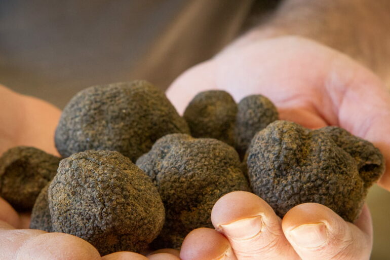 Truffes dans mains