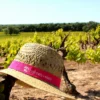 Vignes toquées 2023