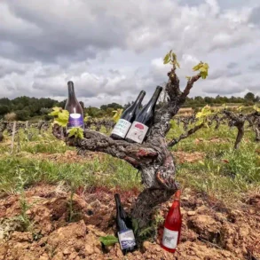 Festival Pop à Paloma - vins nature - Nîmes