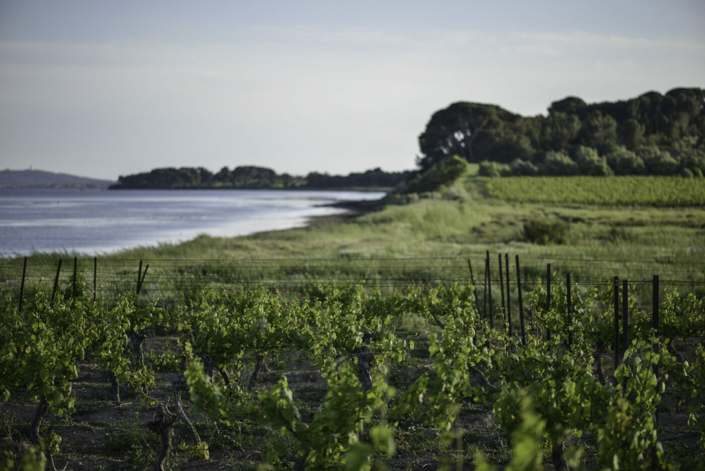 Picpoul Balade gourmande Terres Rouge vin pinet