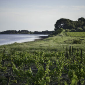 Picpoul Balade gourmande Terres Rouge vin pinet