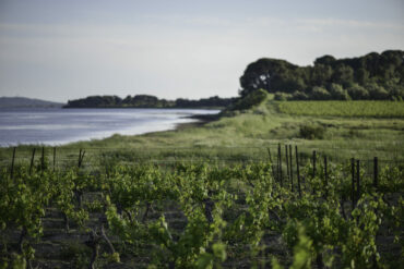 Picpoul Balade gourmande Terres Rouge vin pinet
