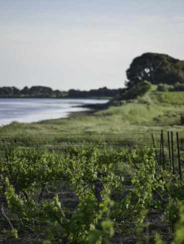 Picpoul Balade gourmande Terres Rouge vin pinet