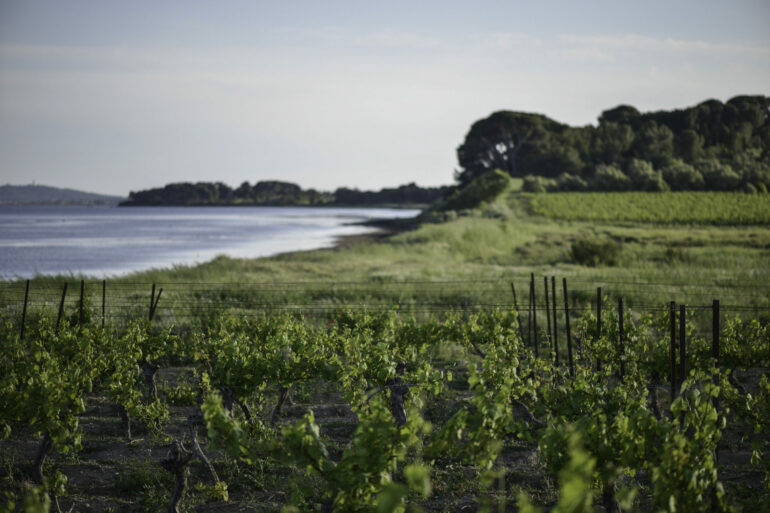 Picpoul Balade gourmande Terres Rouge vin pinet