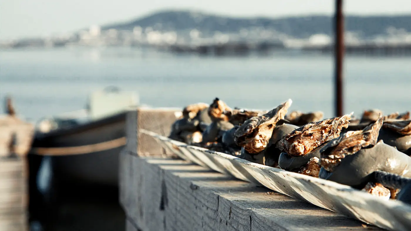 Oyster day sète huitres picpoul