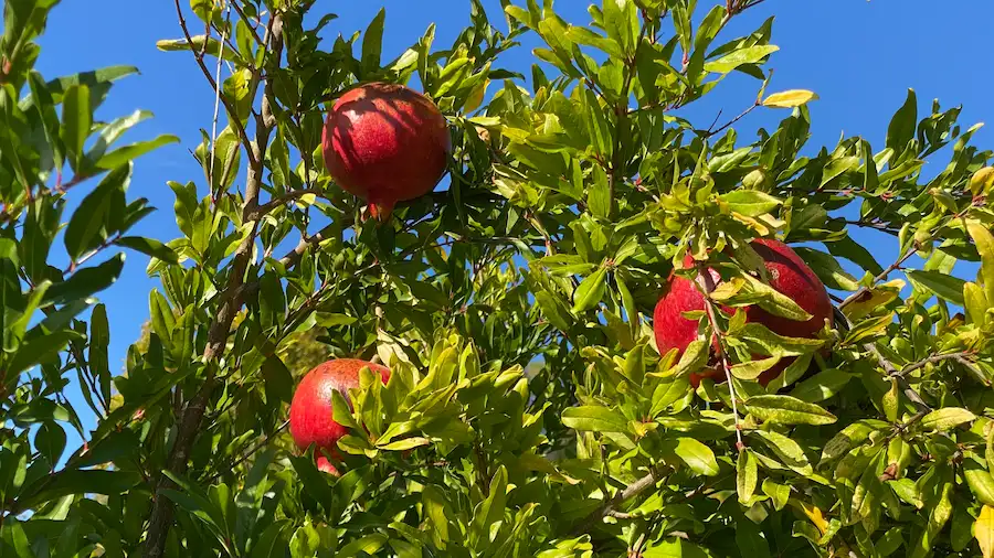 Grenadiers et grenades