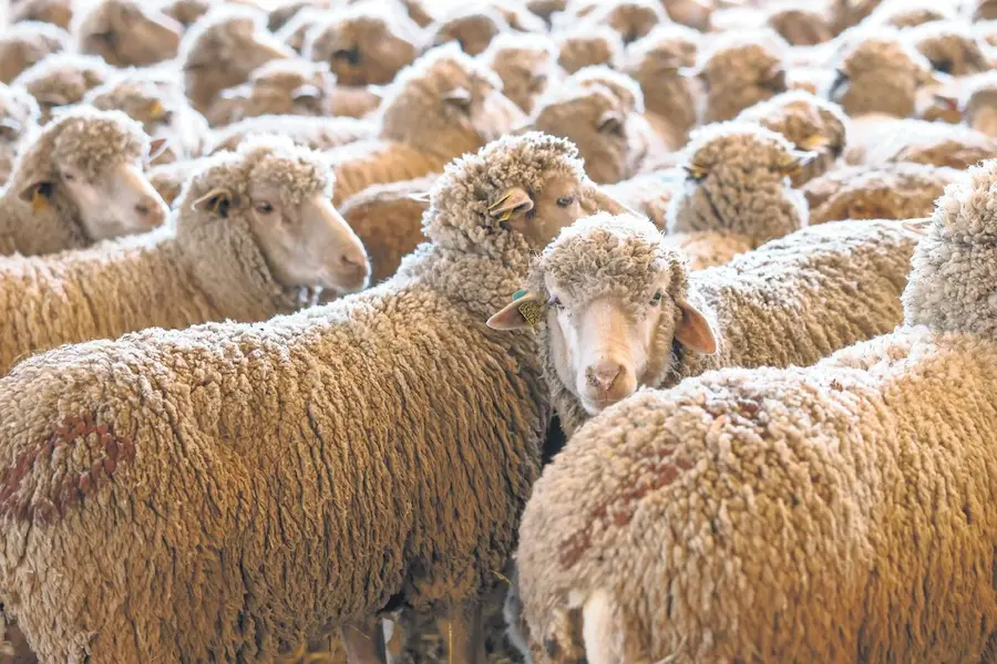 transhumance-merinos-arles