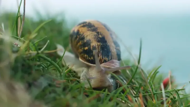 les-grands-yeux-escargots-le-grand-voyage