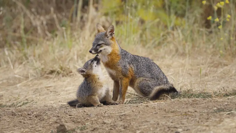 le-renard-qui-a-sauve-son-île