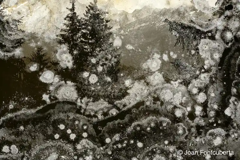 JOAN_FONTCUBERTA